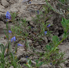 Penstemon crandallii