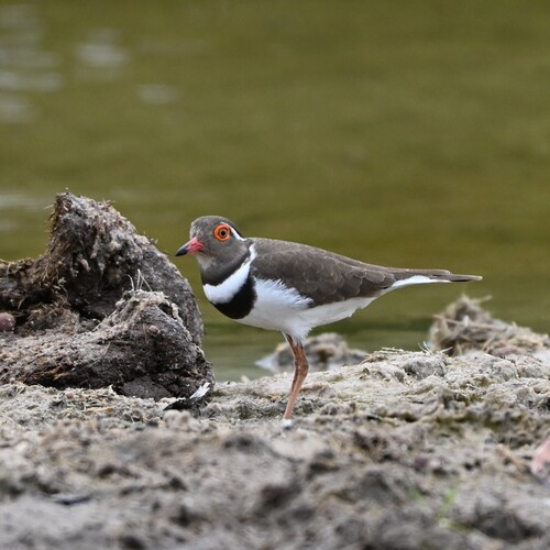iNaturalist image