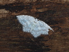 Leucodrepana serratilinea