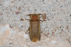 Pleotomus pallens