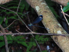 Psolodesmus mandarinus dorothea