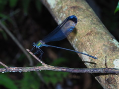 Psolodesmus mandarinus dorothea