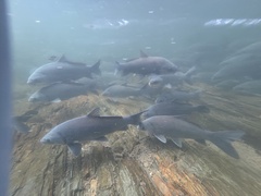 Smallmouth Buffalo photo 3