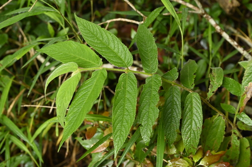 Image of Callicarpa pilosissima by (c) 曾昱承 Yu-Cheng Zeng, some rights reserved (CC BY)