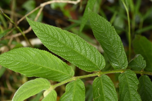 Image of Callicarpa pilosissima by (c) 曾昱承 Yu-Cheng Zeng, some rights reserved (CC BY)
