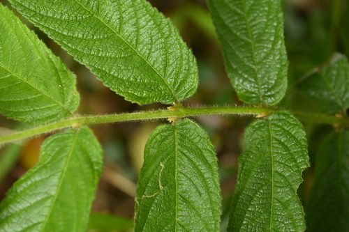 Callicarpa pilosissima, photograph 5