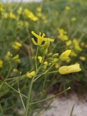 Diplotaxis tenuifolia