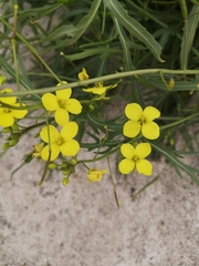 Diplotaxis tenuifolia