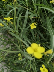 Diplotaxis tenuifolia