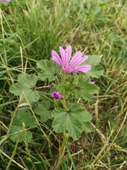 Malva sylvestris