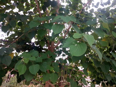 Gmelina arborea