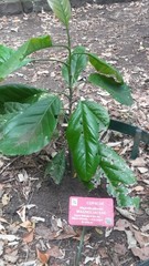 Magnolia gilbertoi