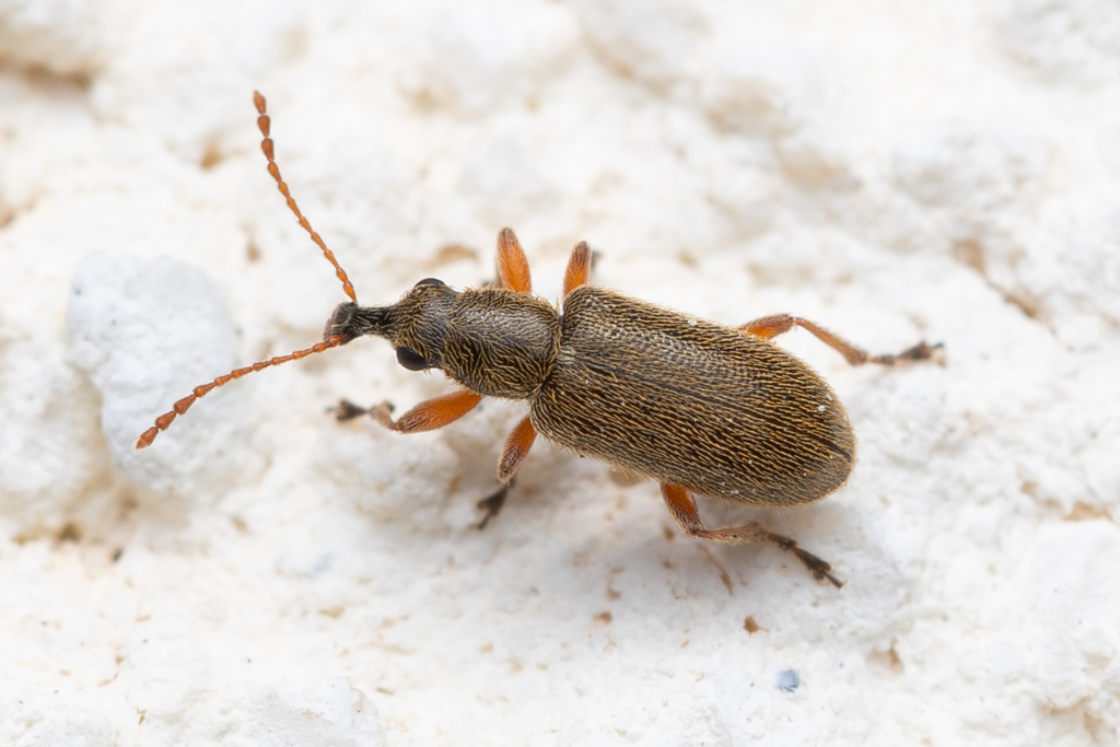 Cimberis attelaboides