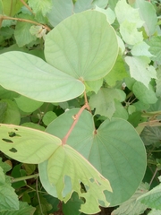 Piliostigma reticulatum