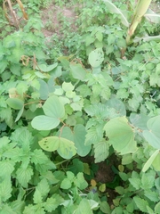 Piliostigma reticulatum