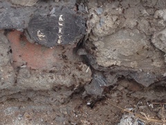 Tetramorium caespitum