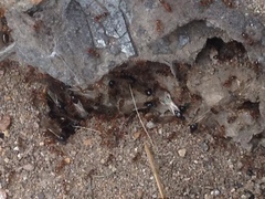 Tetramorium caespitum