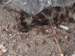 Tetramorium caespitum