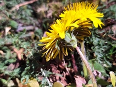 Curly dandelion (Taraxacum tortilobum)
