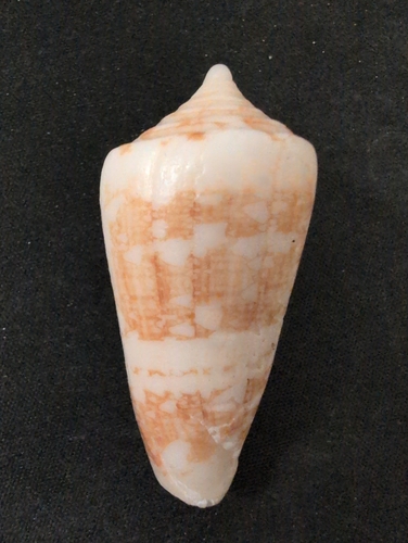 Conus ammiralis observed 2025-04-04