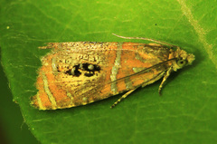 Olethreutes captiosana