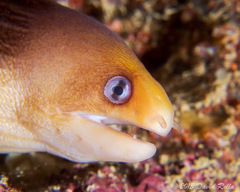 Gymnothorax melatremus