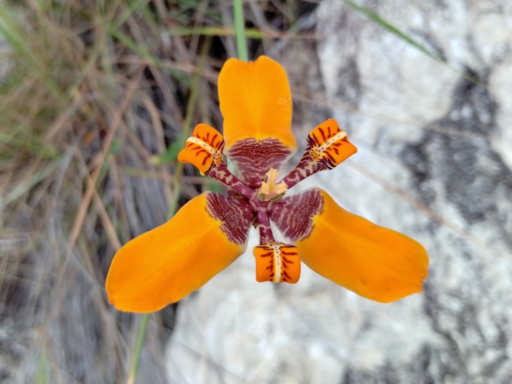 Trimezia fistulosa