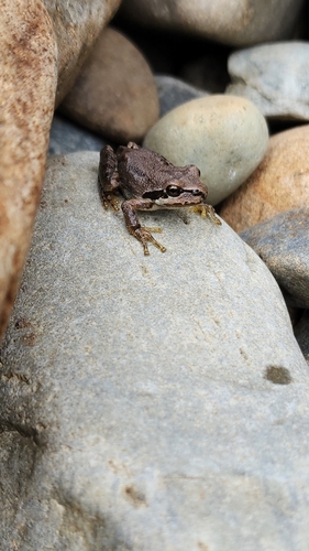 Pacific Tree Frog