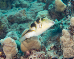 Canthigaster coronata