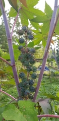 Ricinus