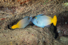 Pervagor aspricaudus