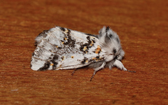 Aglaosoma periblepta