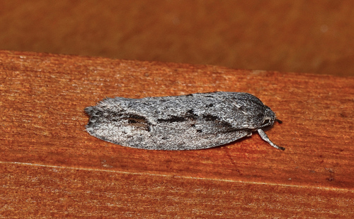 Agriophara discobola Turner, 1898