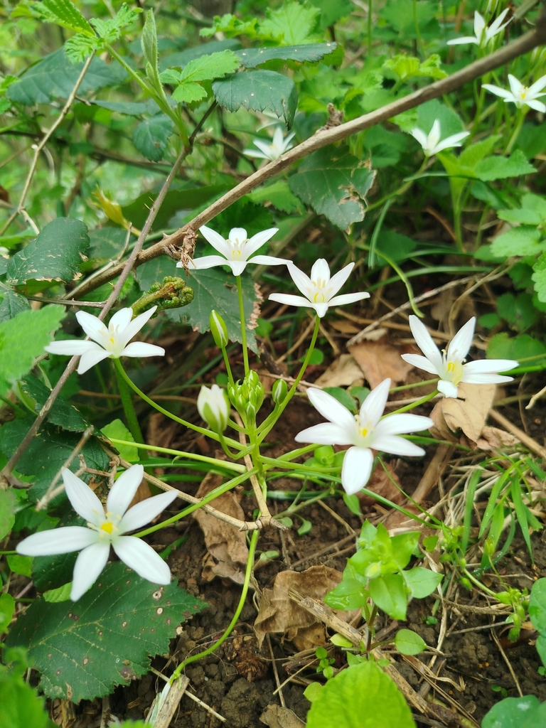 Ornithogalum imereticum