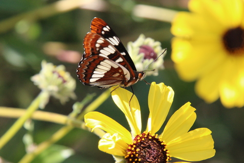 iNaturalist observation photo of Lorquin's Admiral