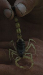 Parabuthus schlechteri