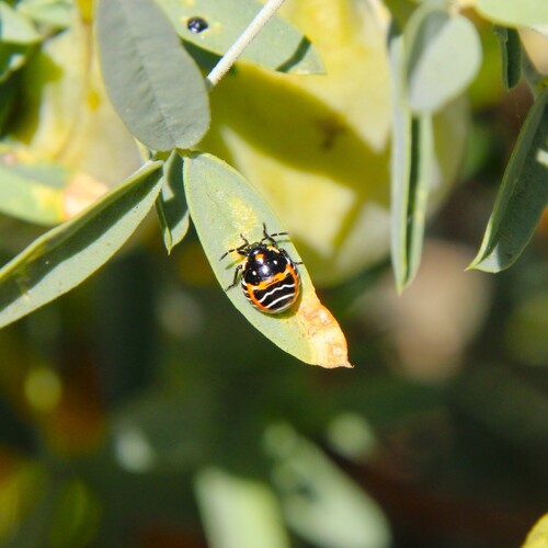 iNaturalist observation photo of Harlequin Bug