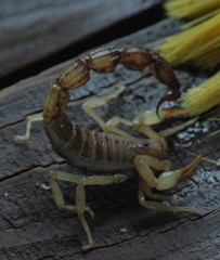 Parabuthus granulatus