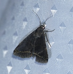 Panula inconstans