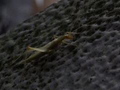 Oecanthus longicauda