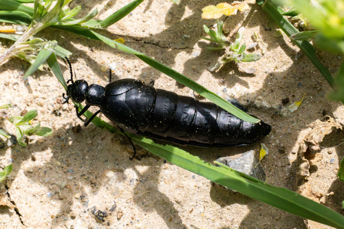 Berberomeloe tenebrosus