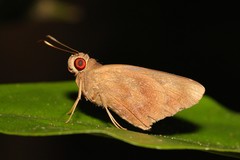 Erionota acroleuca apicalis