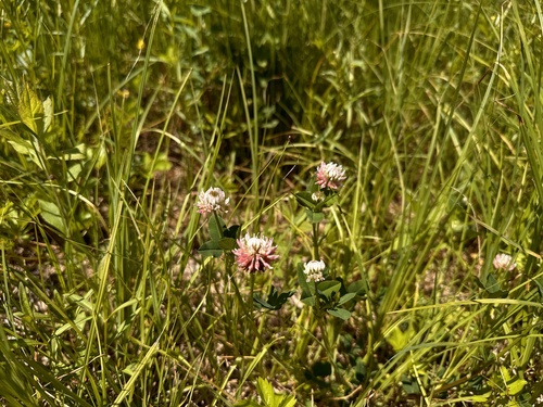 Moore Trail