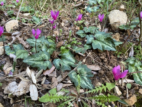 Ciclamino primaverile