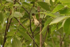 Setophaga ruticilla image