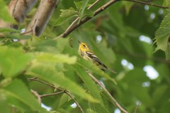 Setophaga virens image