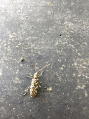 Monochamus marmorator