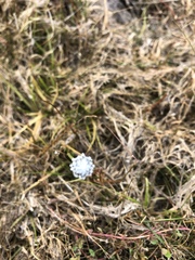 Eriocaulon aquaticum