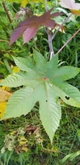 Ricinus