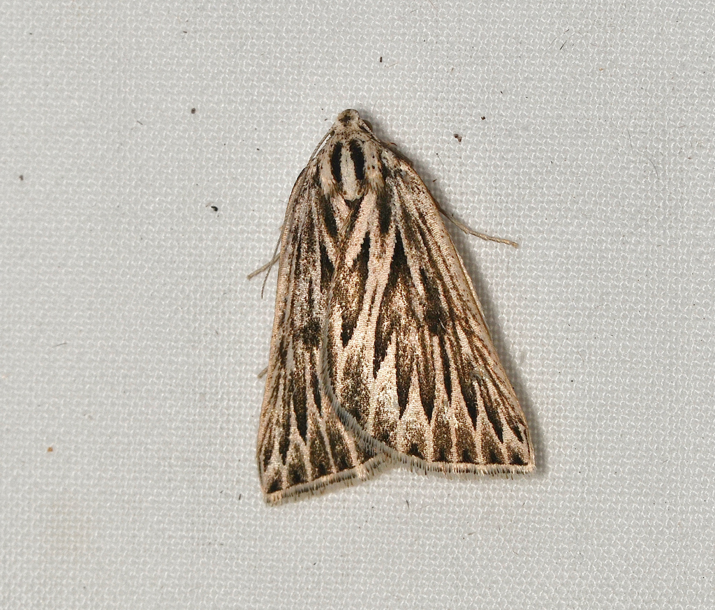 Chevron Looper Moth